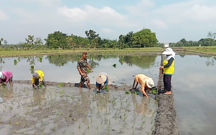Serka Suyono Aktif Pendampingan Pertanian di Wilayah 