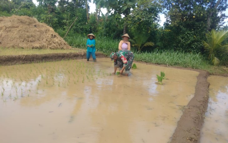 Babinsa Morang saat Dampingi Petani Tanam Padi
