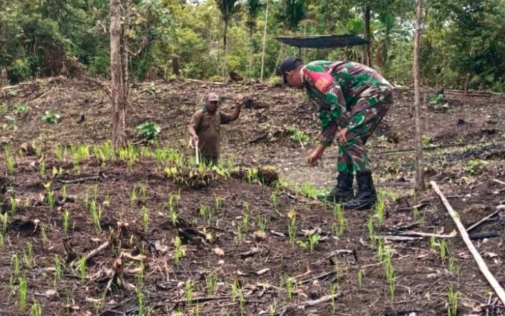 Babinsa Posramil 1708-02/Biak Utara-Warsa Sertu Abdullah dampingi petani menyemprot hama padi milik Felik Boseren di Kampung Iswambesi Sup, Selasa (15/4/2025)