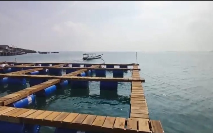 Balad Grup Siapkan 80 Ribu Keramba untuk 2 Miliar Ekor Lobster 