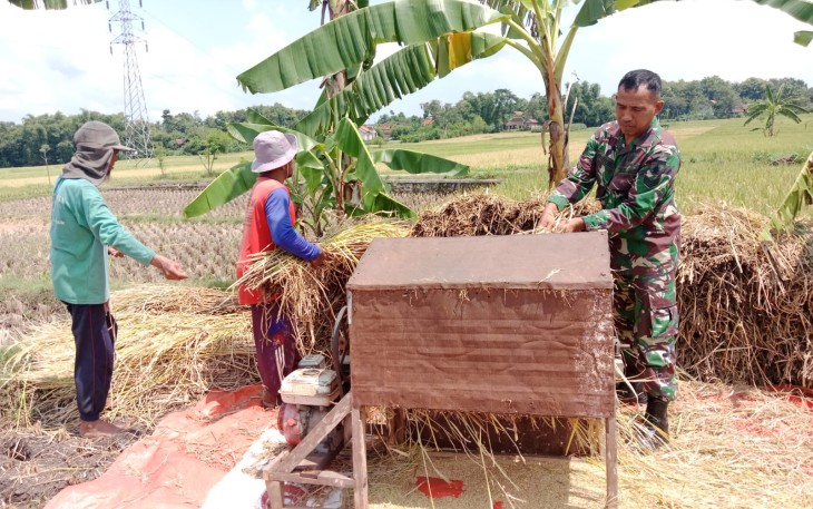 Babinsa Kodim Ponorogo Pendampingan Petani Panen Padi