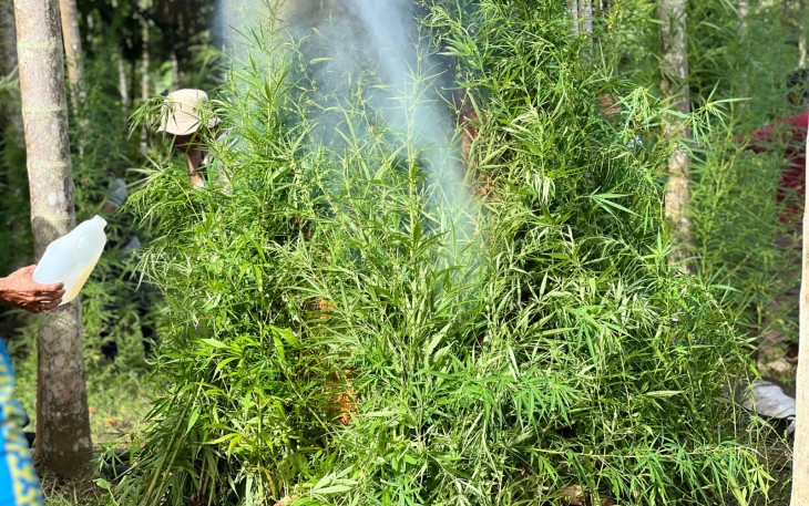 Ribuan Batang Ganja di Aceh Utara saat Dimusnahkan