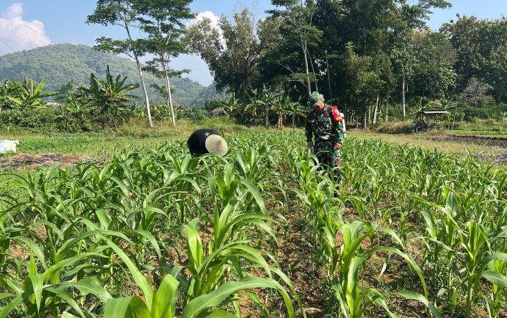 Babinsa Koramil 09/Randublatung Kodim 0801/01 Pacitan Serka Daris melaksanakan Pendampingan sekaligus membantu Petani merawat tanaman jagung, bertempat Dsn Krajan, Desa Widoro, Kec./Kabupaten Pacitan, Sabtu (01/03/2025)
