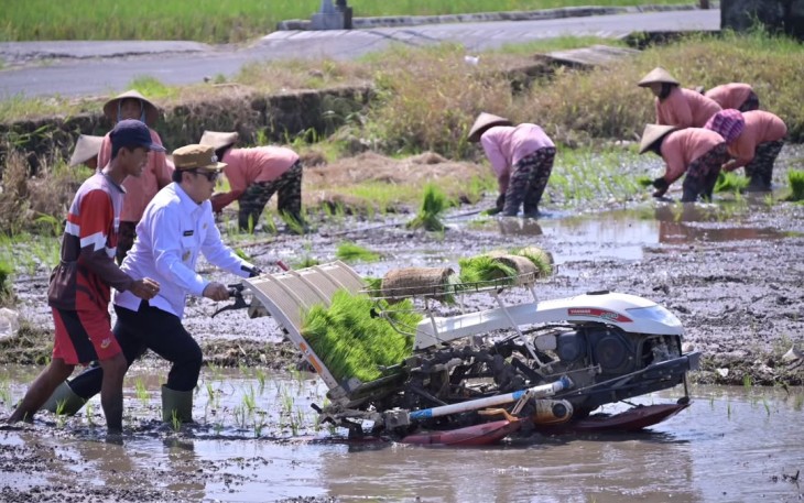 Wakil Bupati Karanganyar Adhe Eliana membajak sawah bersama anggota kelompok tani di Desa Baturan, Kecamatan Colomadu, Rabu (16/4/2025)