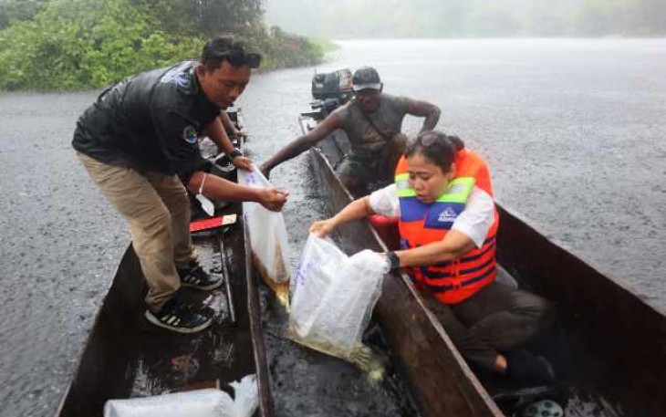 Pelepasliaran 234 ekor ikan arwana Irian di Taman Nasional Wasur, Merauke