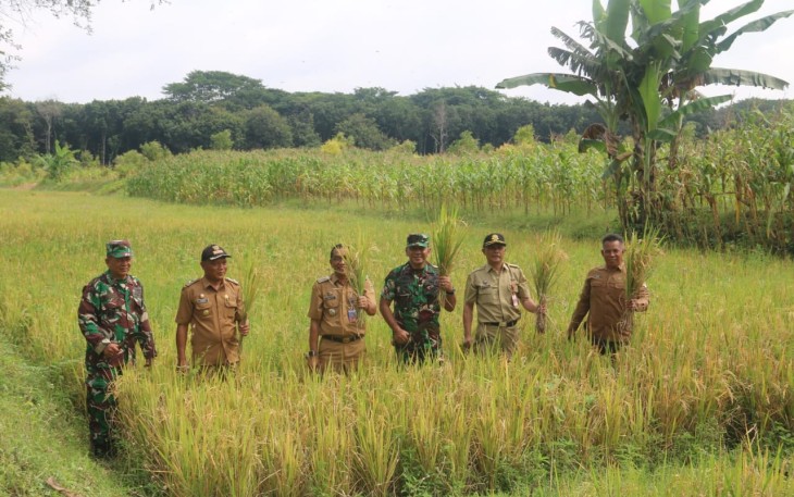Kasdim 0803/Madiun Hadiri Panen Perdana Padi Gogo Program Irpom