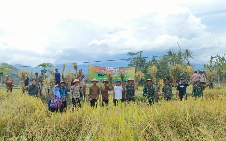 Panen Raya diwilayah Kodim 0801/Pacitan bertempat di lahan sawah Dusun Banaran, Desa Gayuhan, Kecamatan Arjosari, Kabupaten Pacitan.Rabu(19/02/2025)