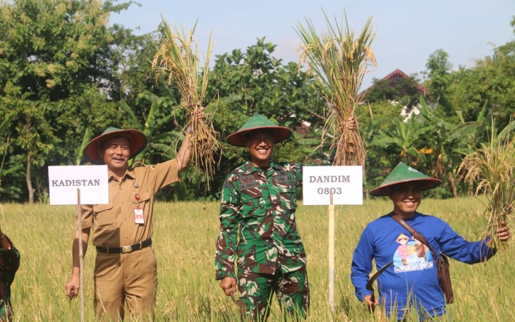 Dandim Madiun Panen Raya dan Serap Gabah di Desa Bandungan