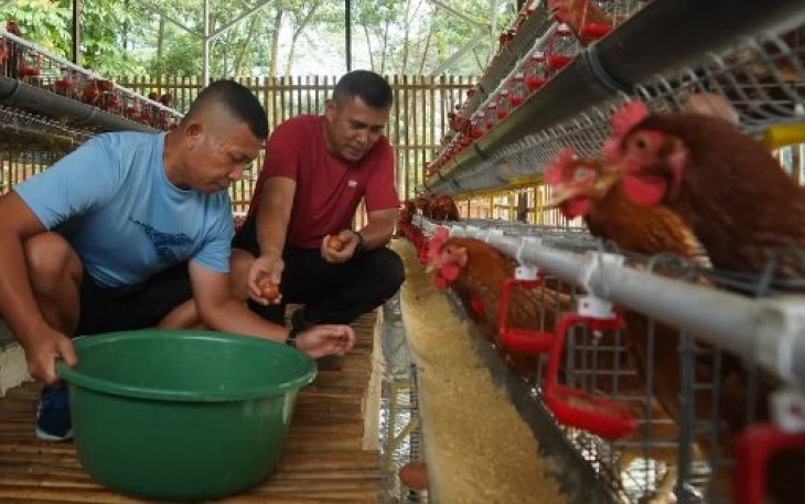 Pangdivif 1 Kostrad Mayjen TNI Novi Rubadi Sugito memanen telur ayam, Selasa (25/2)