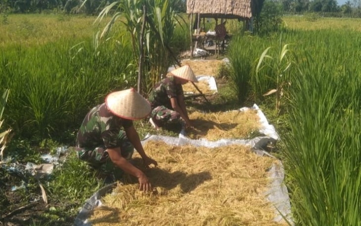 Giat Panen Padi Tahap Pertama di Lahan Kosong Subdenpom II/2-2 Tajab