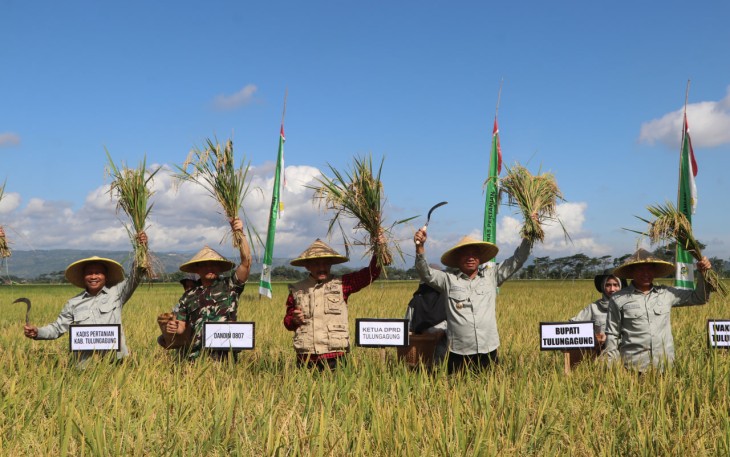  Tulungagung Ambil Bagian dalam Panen Raya Padi Serentak 14 Provinsi bersama Presiden RI