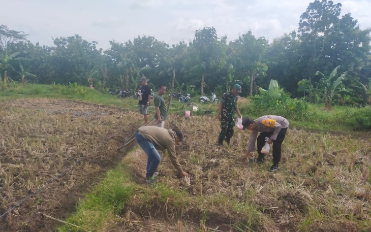 Babinsa Banjarejo Dampingi Penanaman Jagung di Wilayah Binaan