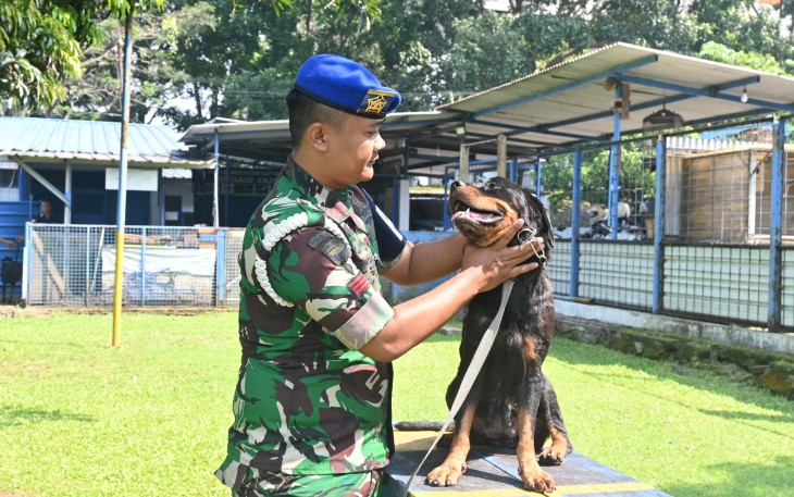 Unit Satuan Hewan (K9) Satuan Polisi Militer Angkatan Udara (Satpomau) Lanud Husein Sastranegara merupakan satuan tugas yang memiliki peran strategis dalam menjaga keamanan di lingkungan pangkalan udara