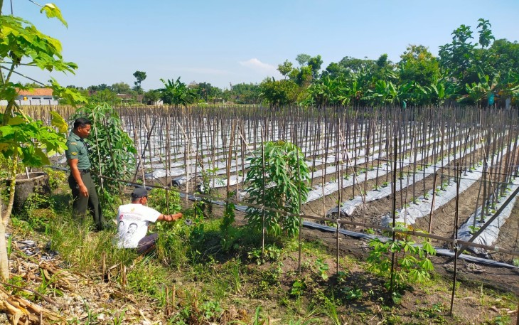 Babinsa Karangjati Pendampingan Petani Buah Melon