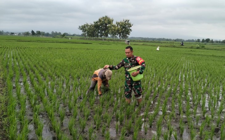 Berbagai target pencapaian Luas Tambah Tanam (LTT) padi di bulan Januari telah selesai dilaksanakan oleh satuan-satuan di jajaran Korem 081/DSJ