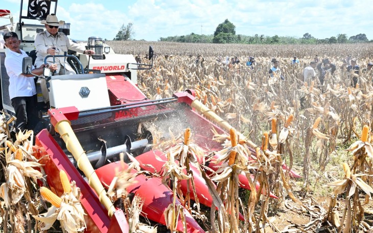 Presiden Prabowo saat Panen Raya Jagung