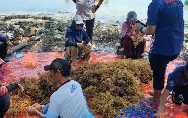 Budidaya rumput laut di Kepulauan Seribu, Jakarta 