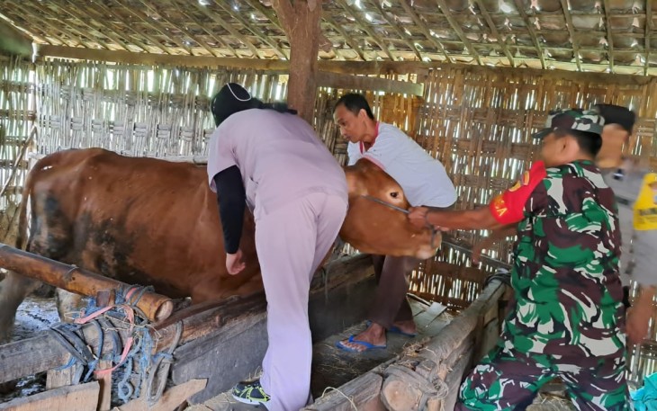 Babinsa Koramil Padas Dampingi Vaksinasi PMK Hewan Ternak di Wilayah Binaan