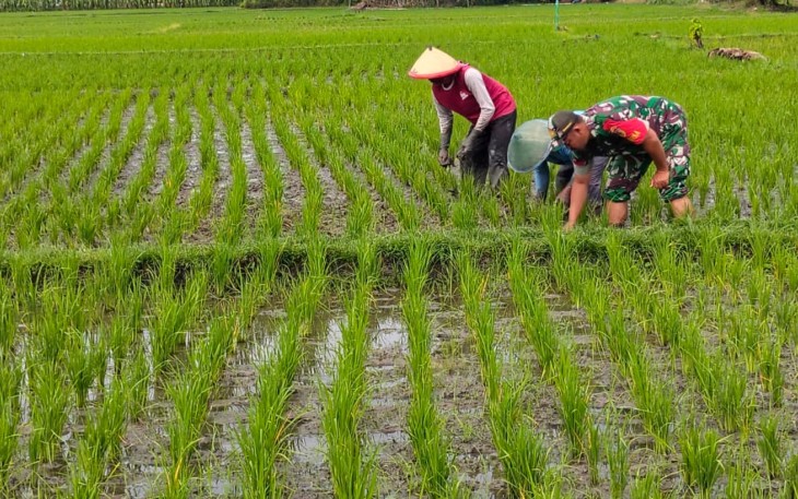 Babinsa Kodim Ponorogo Ikut Penyiangan Tanaman Padi
