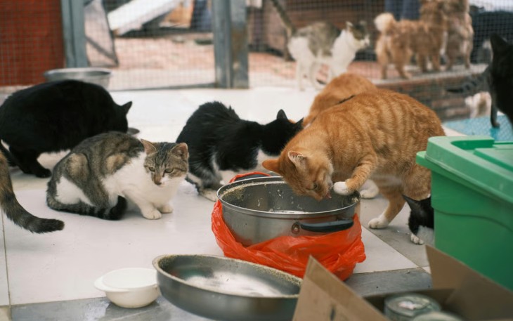 5 Kelebihan Adopsi Kucing Dari Shelter