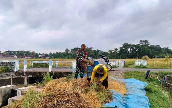 Bantu panen padi warga binaan