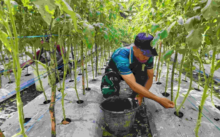 Bantu merawat kebun tomat warga perbatasan