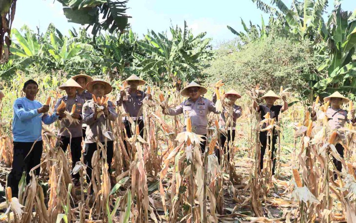 Panen jagung pipil di Kenjeran