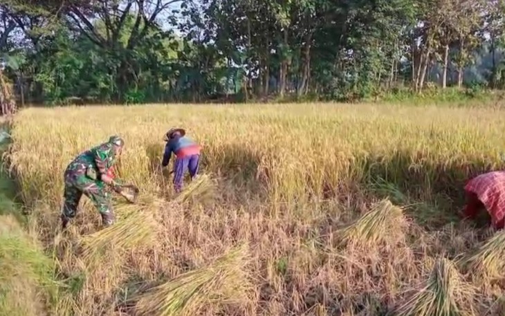 Bantu panen padi petani desa binaan