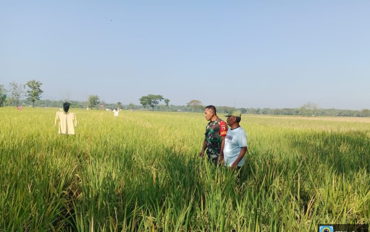 Sinergi Babinsa dan Petani Wonoasri Perkuat Ketahanan Pangan