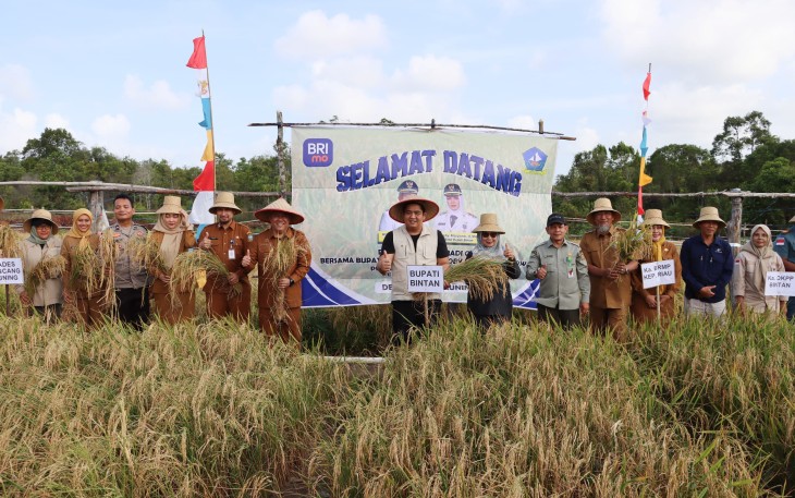 Bupati Bintan Roby Kurniawan SPWK Bersama Petani Maju jaya Panen Perdana Padi darat Gogo 