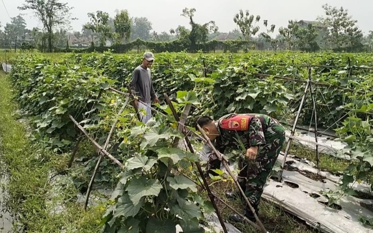 Bantu rawat tanaman di ladang petani desa binaan 