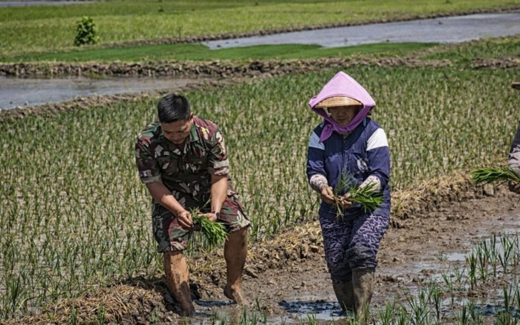 Serma Zamzami Dampingi Petani Tanam Padi