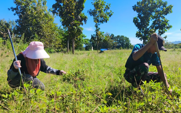 Yonarmed 12 Kostrad Bantu Panen Kacang Tanah Milik Warga