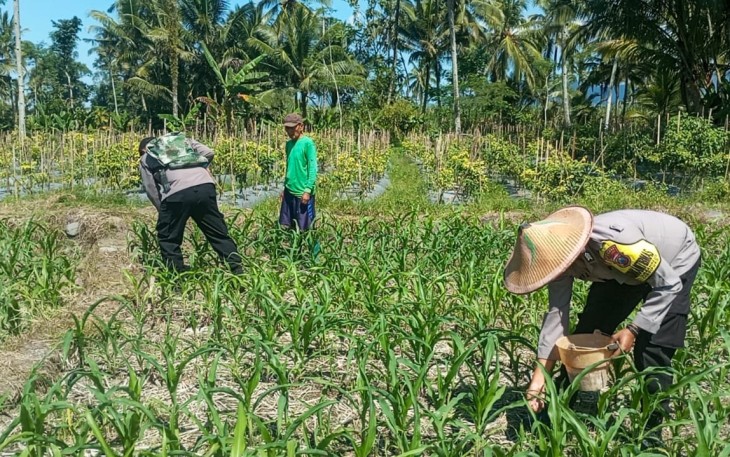 Polres Lumajang Terjunkan Personel  Penggerak Ketahanan Pangan Dampingi Warga Tani
