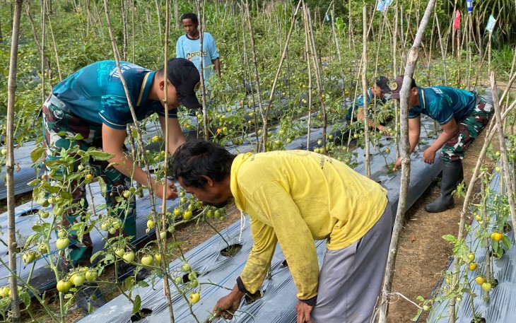 Yonarmed 12 Kostrad Bersama Warga Kampung Mokliman Rawat Kebun Demi Ketahanan Pangan