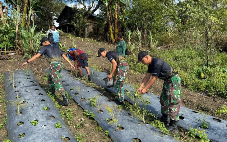 Semangat Ketahanan Pangan, Yonarmed 12 Kostrad Sukseskan Panen Lombok di Perbatasan RI-RDTL