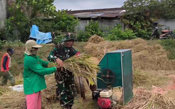 Babinsa Surodakan Dampingi Petani Panen Padi, Perkuat Ketahanan Pangan