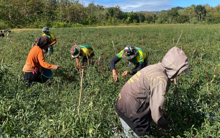 Yonarmed 12 Kostrad Hadir Bersama Masyarakat Panen Cabai untuk Perkuat Ketahanan Pangan Perbatasan