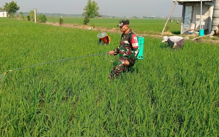Babinsa Kedungrejo Bantu Petani Rawat Padi