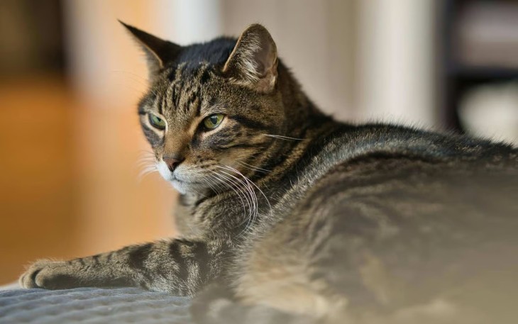 Mengenal Kucing Mujair, Kucing Lokal dengan Karakter Unik yang Banyak Disukai
