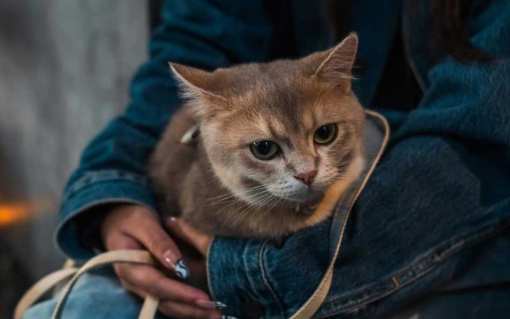 Usia Kucing dalam Umur Manusia