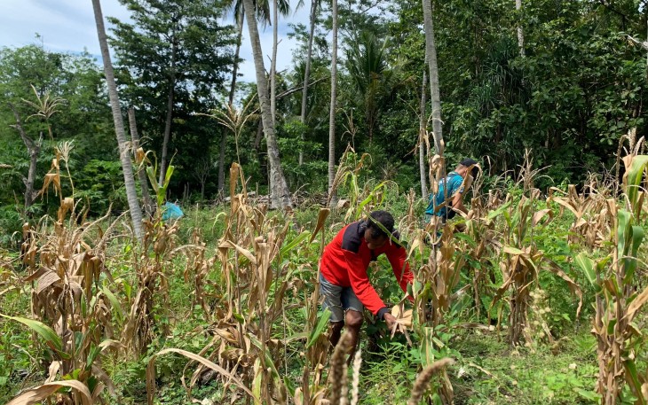 Yonarmed 12 Kostrad Panen Jagung Penuh Kebersamaan