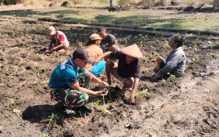 Yonarmed 12 Kostrad Dukung Ketahanan Pangan Melalui Penanaman Tomat Bersama Warga Laktutus