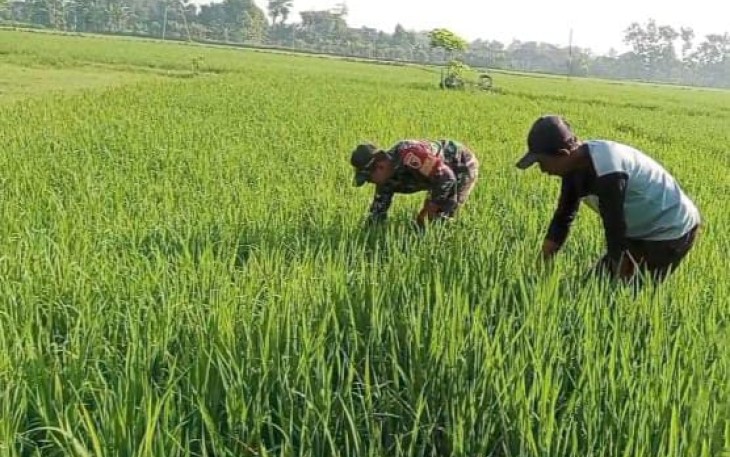 Babinsa Kodim Ponorogo saat Bantu Petani Penyiangan Tanaman Padi
