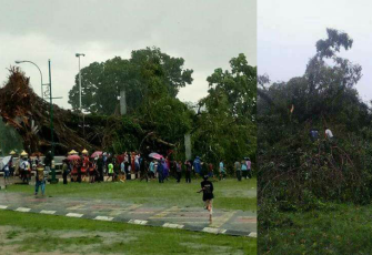 Pohon tumbang saat peristiwa terjadi. Foto : Yuni Rusmini 