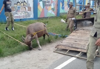 Petugas Satpol PP saat mengamankan sapi yang berkeliaran
