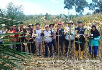 Panen Jagung di Desa Padang Bindu Kecamatan Kedurang Ilir Kabupaten Bengkulu Selatan 