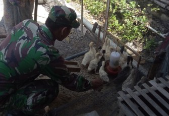 Satgas Yang Ahli Ternak Itik Bagikan Ilmu di Desa Sasaran TMMD