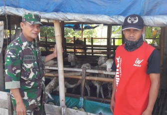 Kerja Di TMMD Sambil Belajar Ilmu Ternak Kambing