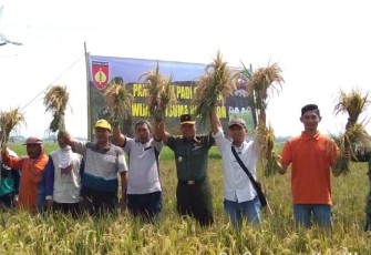 Suasana panen bersama Kodim Batang di lahan Demplot